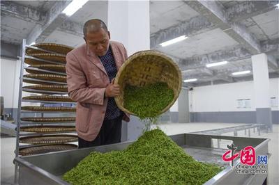 贵阳荔波 与春花争“鲜” 茶农抢采“明前茶”
