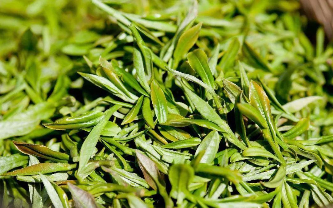 饮茶札记丨龙井茶